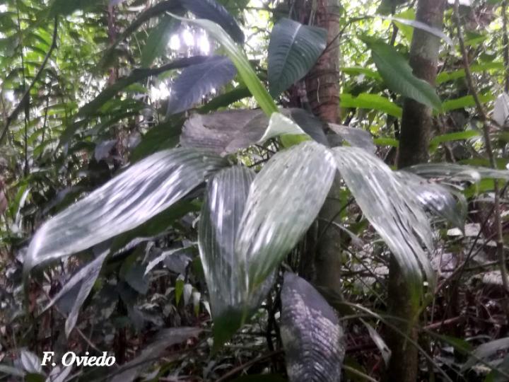 Asplundia utilis (Cola de gallo)