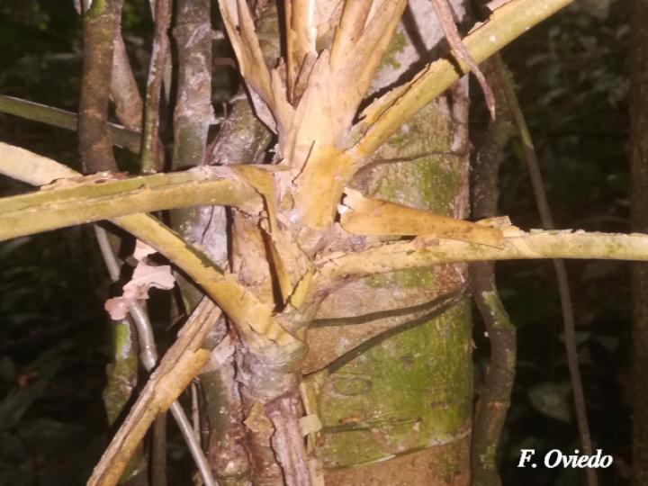 Asplundia utilis (Cola de gallo)