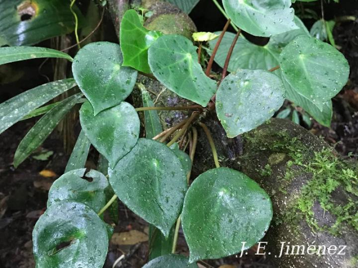 Begonia conchifolia