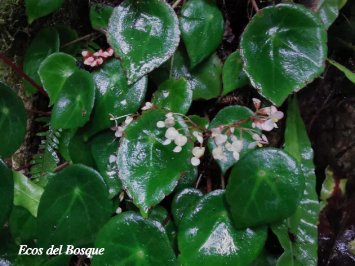 Begonia conchifolia