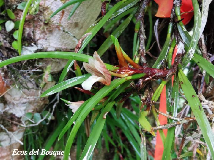 Christensonella uncata