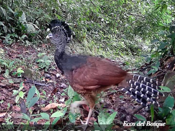 Crax rubra (Pavón) hembra