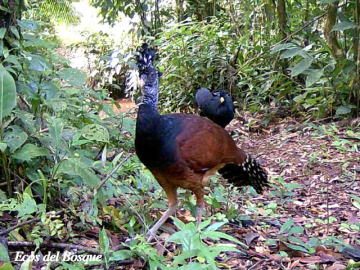 Crax rubra (Pavón) hembra