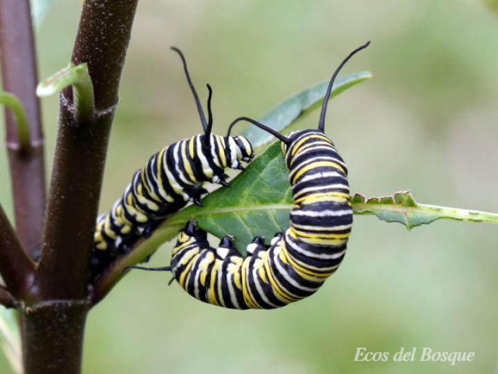Larvas de Danaus plexippus plexippus (Mariposa monarca)