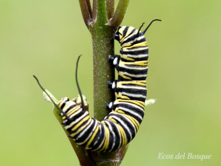Larva de Danaus plexippus plexippus
