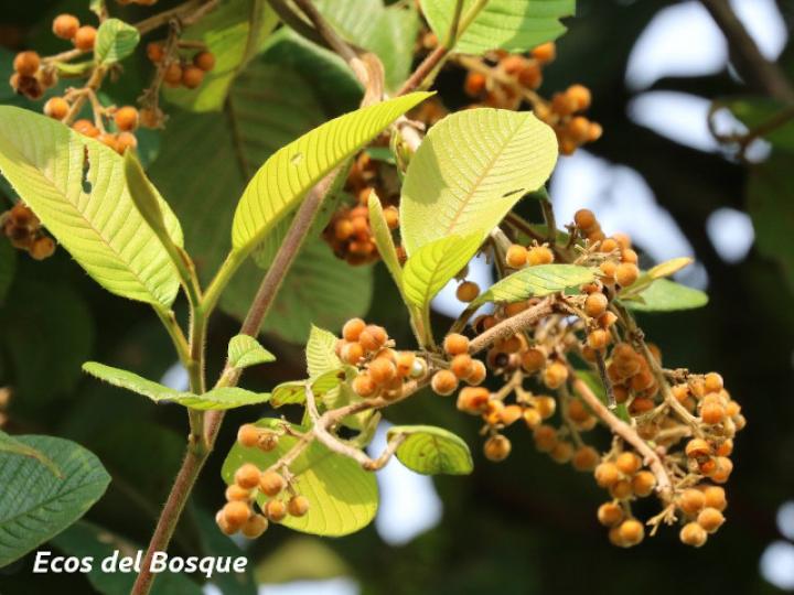 Davilla nitida (Bejuco de agua, chaparro)