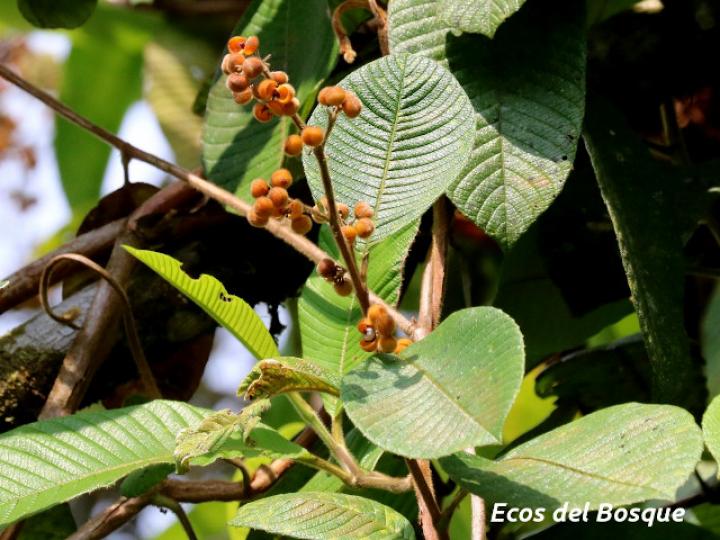 Davilla nitida (Bejuco de agua, chaparro)