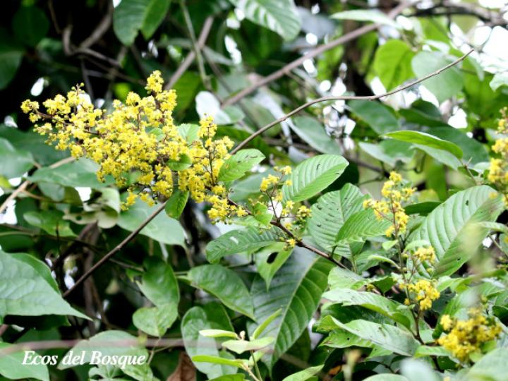 Davilla nitida (Bejuco de agua, chaparro)