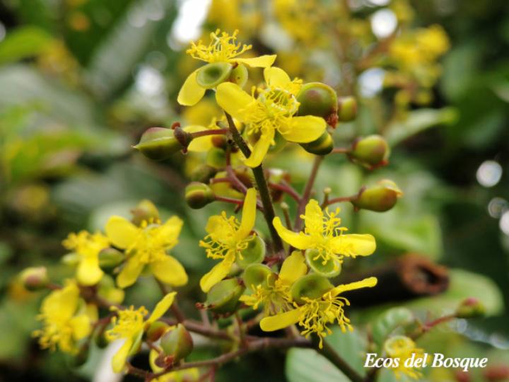 Davilla nitida (Bejuco de agua, chaparro)