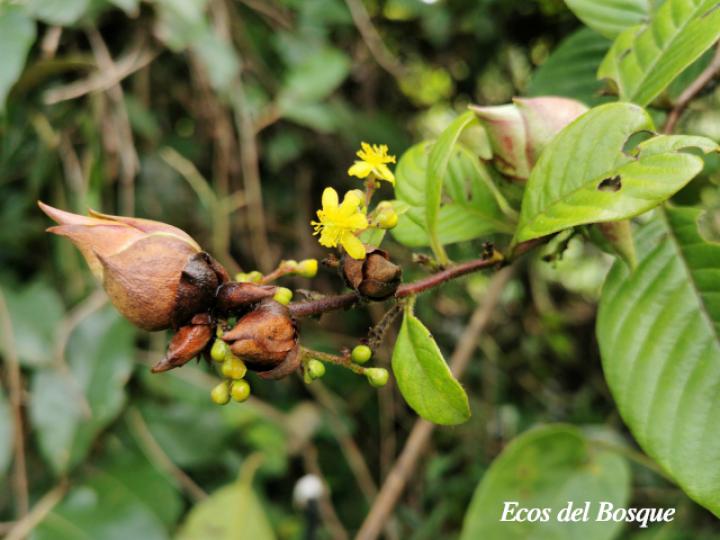Davilla nitida (Bejuco de agua, chaparro)