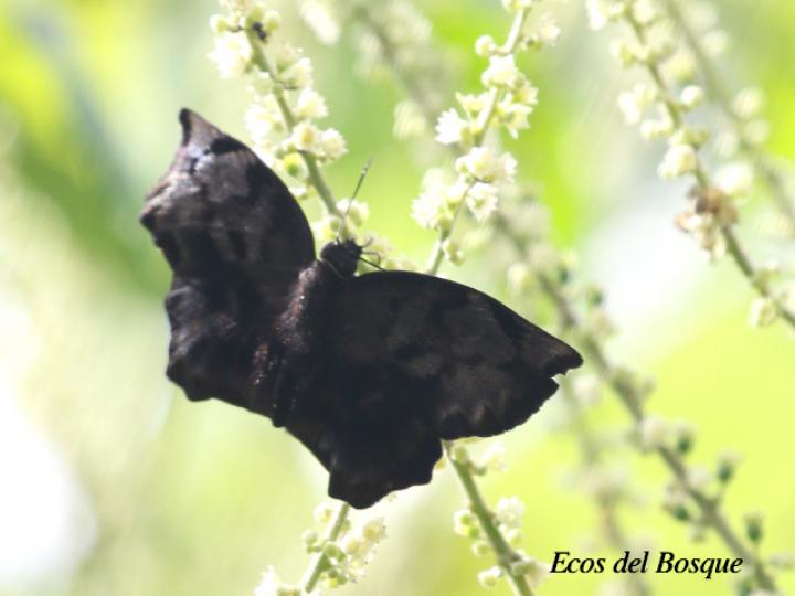 Eantis thraso (Saltarín negro)