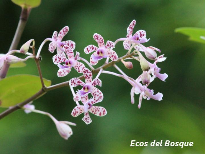 Epidendrum schumannianum