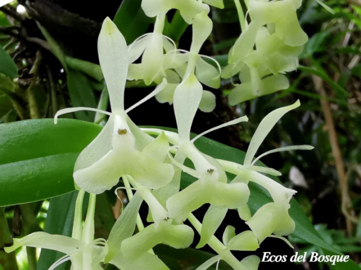 Epidendrum trialatum