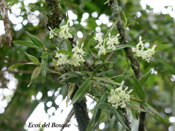 Epidendrum trialatum