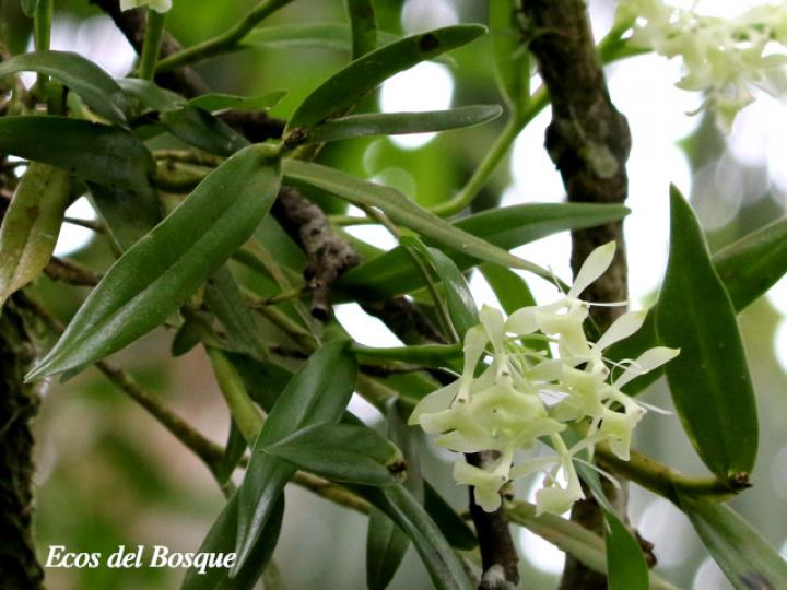 Epidendrum trialatum