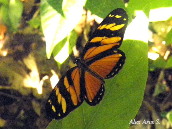 Eresia ithomioides alsina