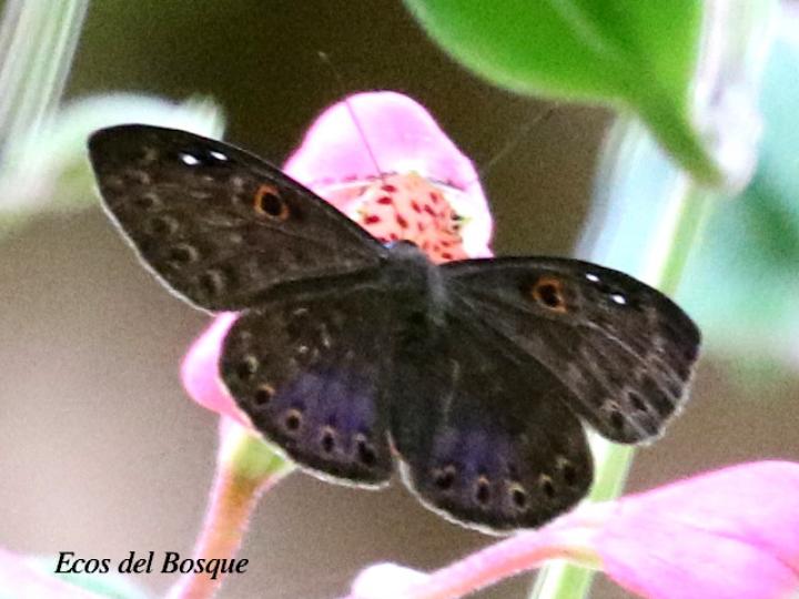 Eurybia unxia (Eurybia alas azules)