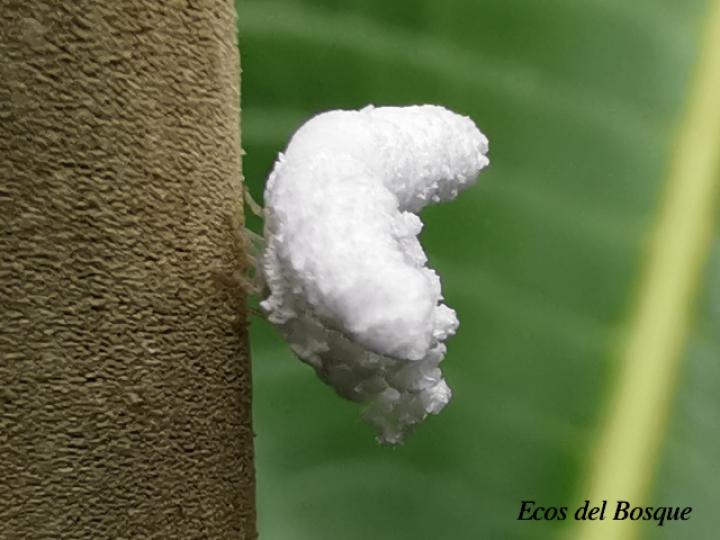 Larva Flatidae no identificada