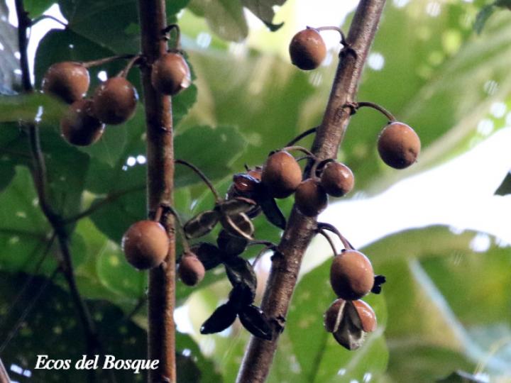 Hampea appendiculata (Burío ratón)
