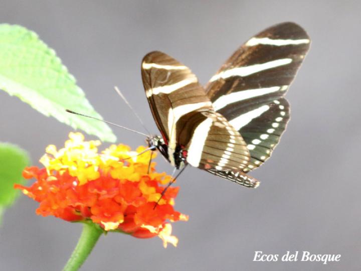 Heliconius charithonia charithonia(Cebrita)