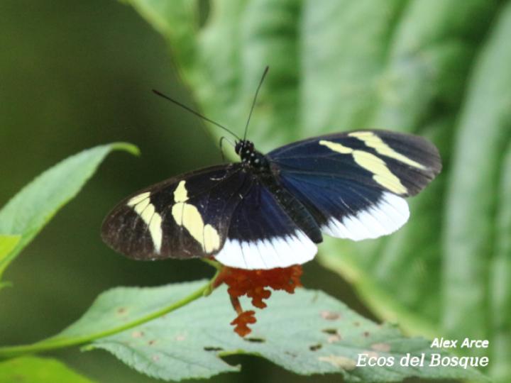 Heliconius eleuchia eleuchia