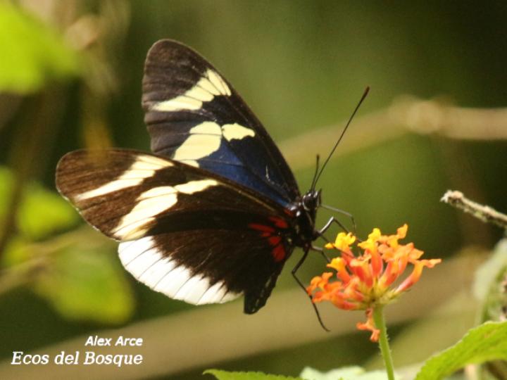 Heliconius eleuchia eleuchia
