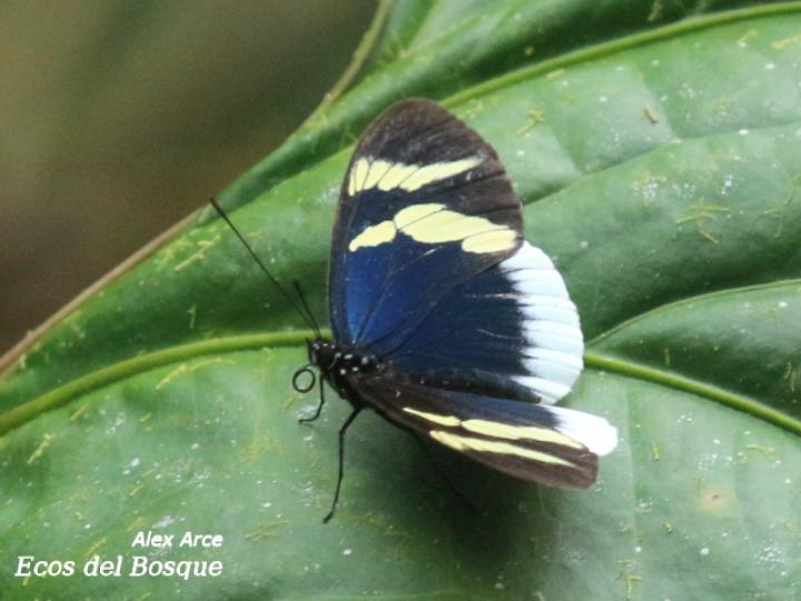 Heliconius eleuchia eleuchia