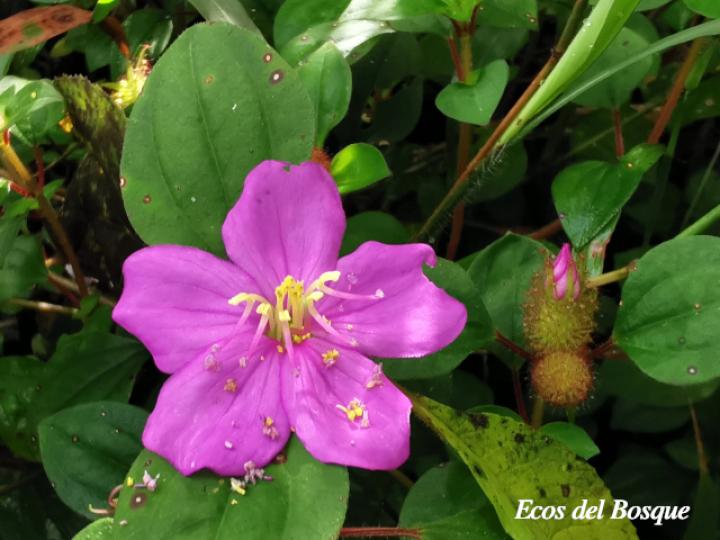 Heterotis rotundifolia (Dama rosa)