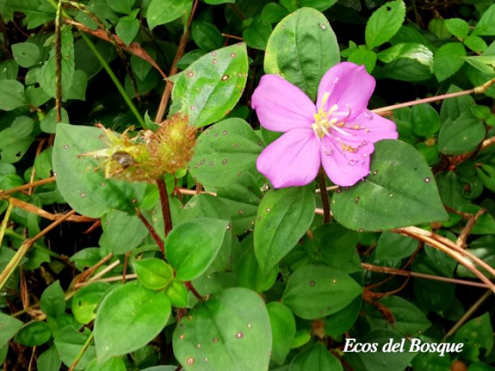 Heterotis rotundifolia (Dama rosa)
