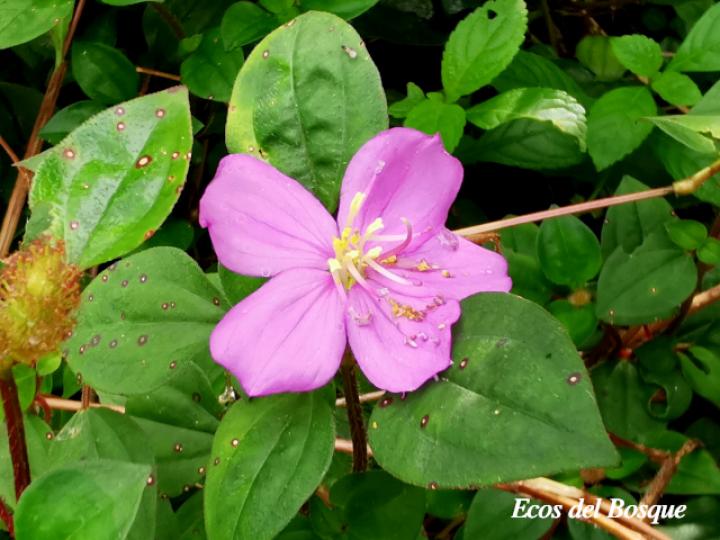 Heterotis rotundifolia (Dama rosa)