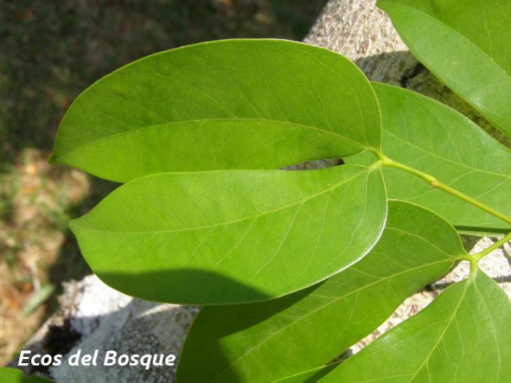 Hymenaea courbaril (Guapinol)