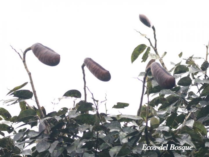 Hymenaea courbaril (Guapinol)