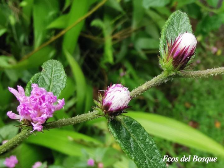 Lepidaploa salzmannii