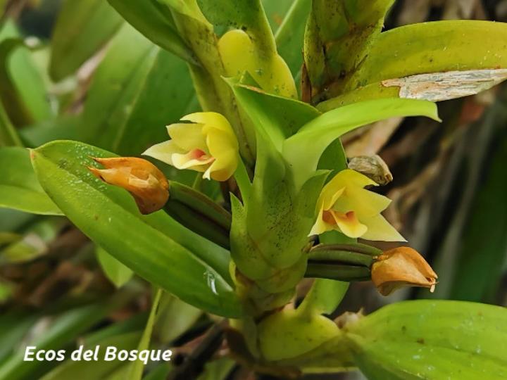 Maxillaria diuturna