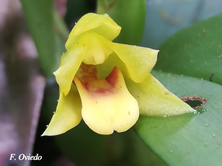 Maxillaria diuturna