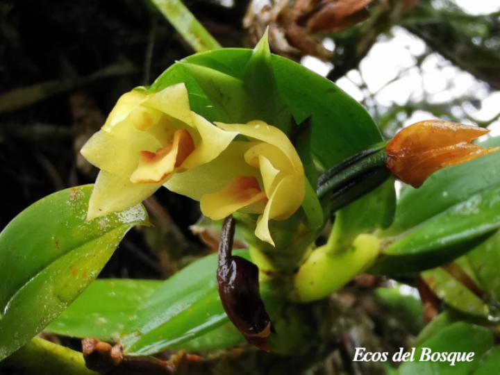 Maxillaria diuturna