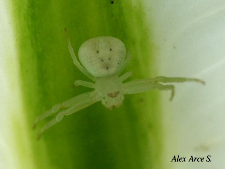 Misumena vatia (Araña cangrejo)
