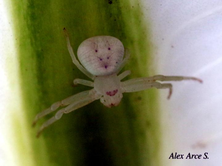 Misumena vatia (Araña cangrejo)
