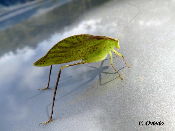 Orophus tesellatus (Saltamonte de hoja falsa)
