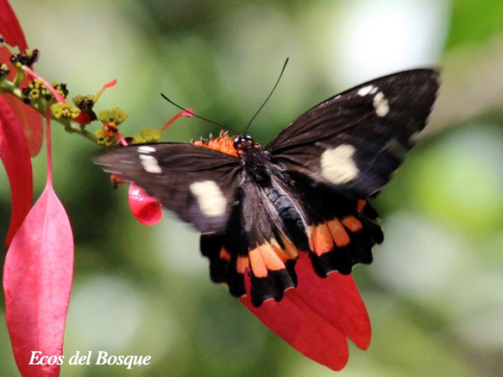 Parides childrenae childrenae (Corazón parche verde) Hembra