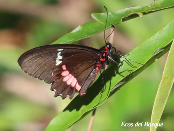 Parides childrenae childrenae (Corazón parche verde) Macho