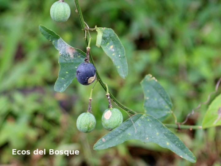 Passiflora biflora (Calzoncillo, ñorbito)
