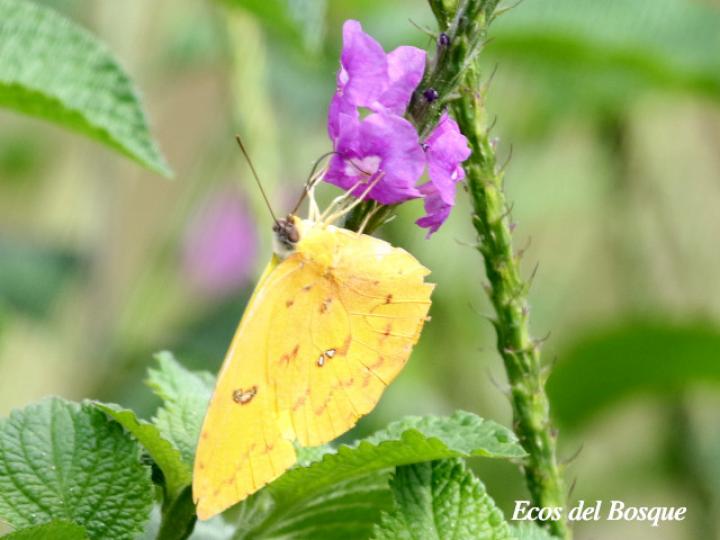 Azufre gigante de Argante