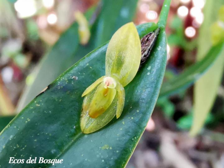 Pleurothallis discoidea