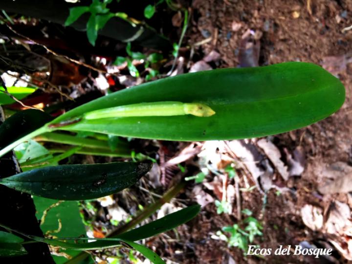 Pleurothallis discoidea