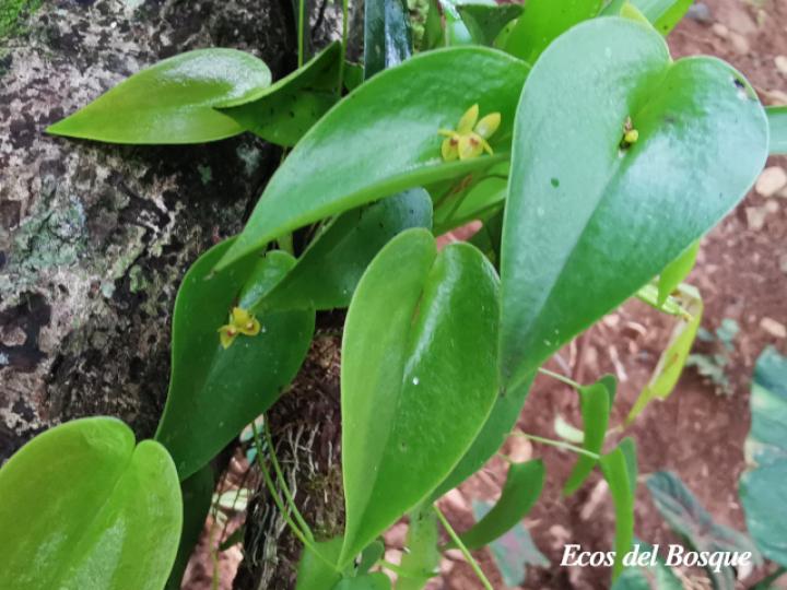 Pleurothallis phyllocardioides