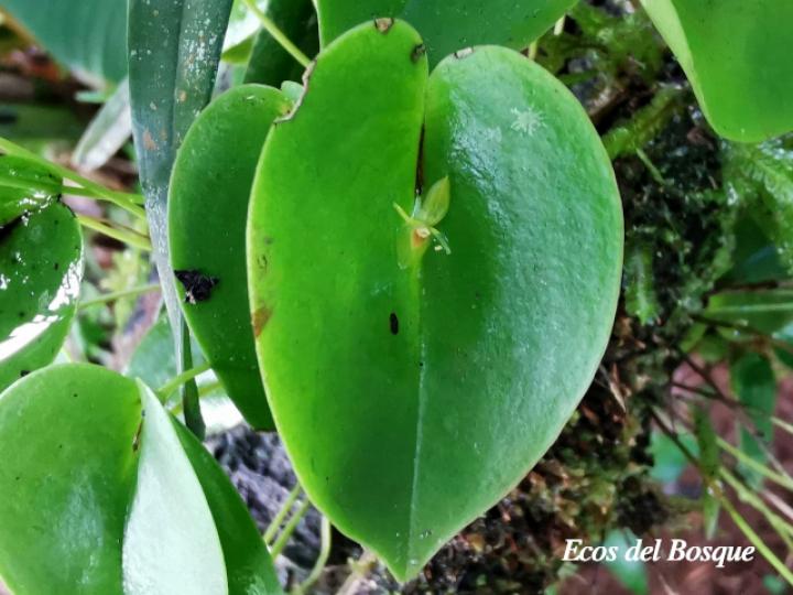 Pleurothallis phyllocardioides