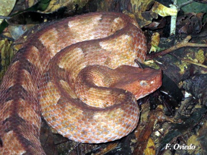 Porthidium nasutum (Tamagá)