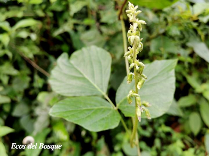 Pueraria phaseoloides (Kudzú)