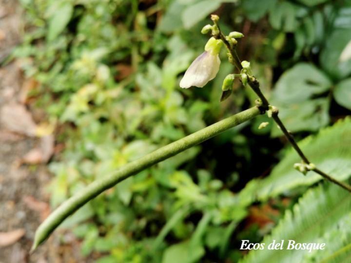 Pueraria phaseoloides (Kudzú)